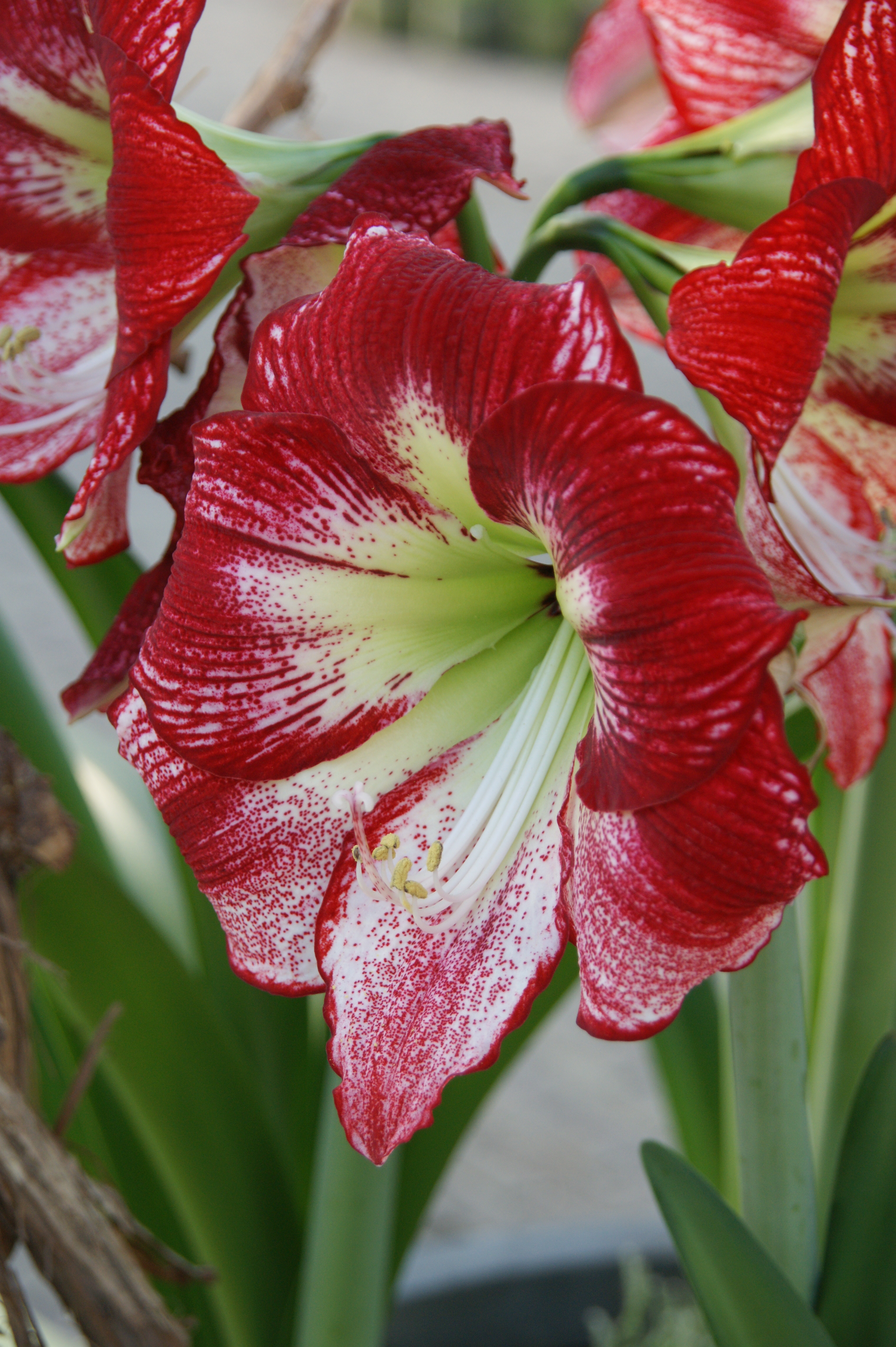 Amaryllis Flamenco Queen®