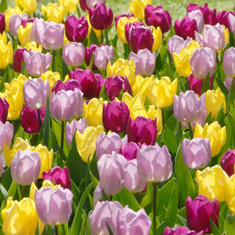 Prince Tulip Collection "Prince of Love"