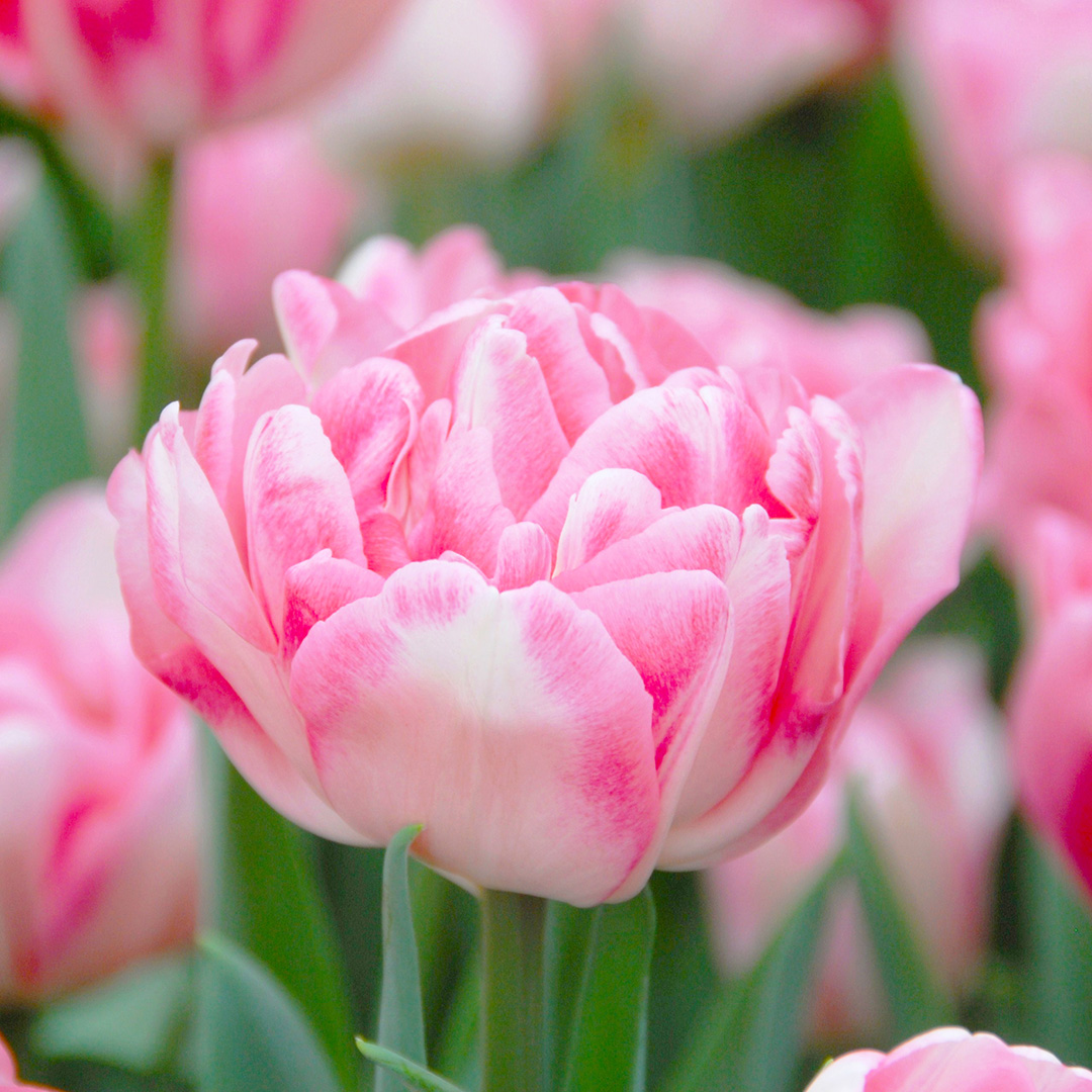 Tulip Foxtrot Tulip Foxtrot