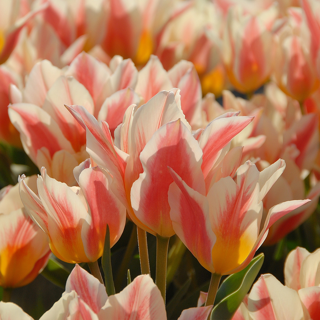 Tulip Quebec