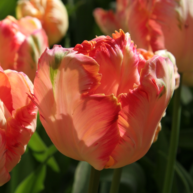 2045 Tulip Apricot Parrot