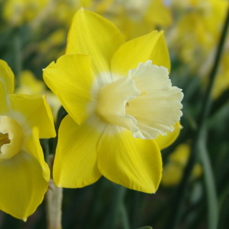 3065 Narcissus Pipit