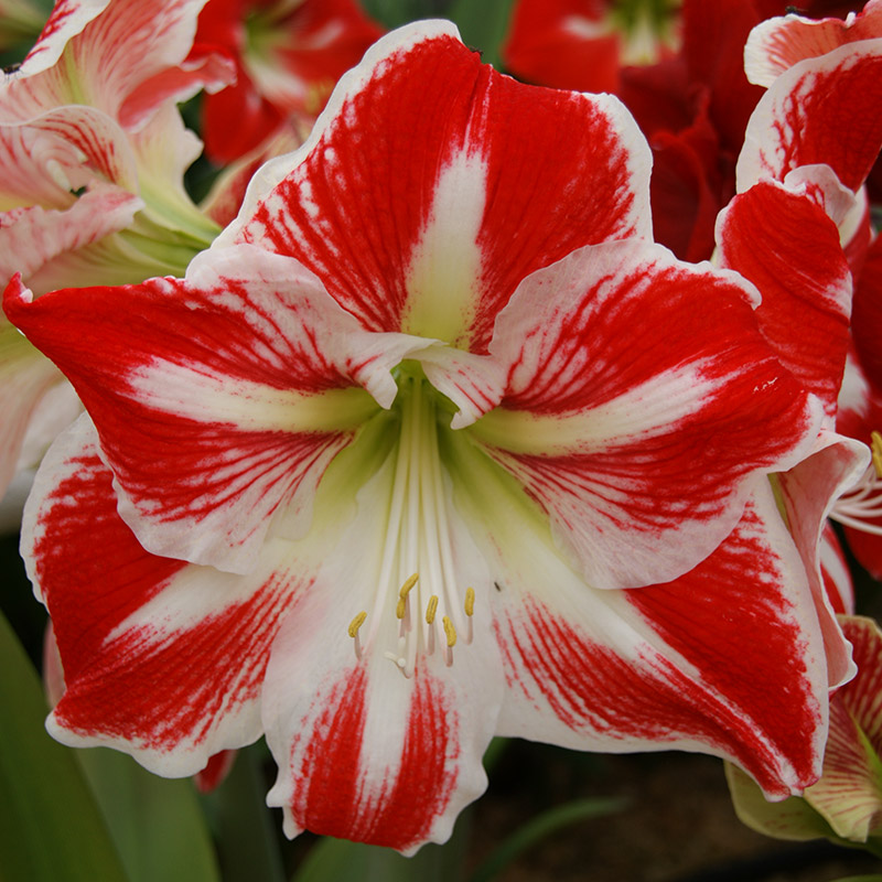 Amaryllis-Spartacus