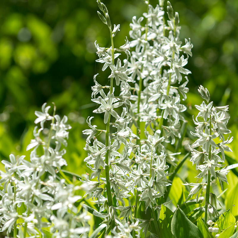 6425-Ornithogalum-nutans