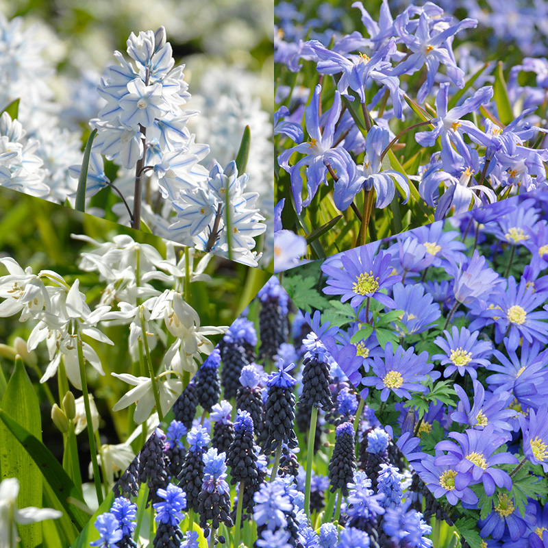 Flower Bulb Collection Delft Blue à 250