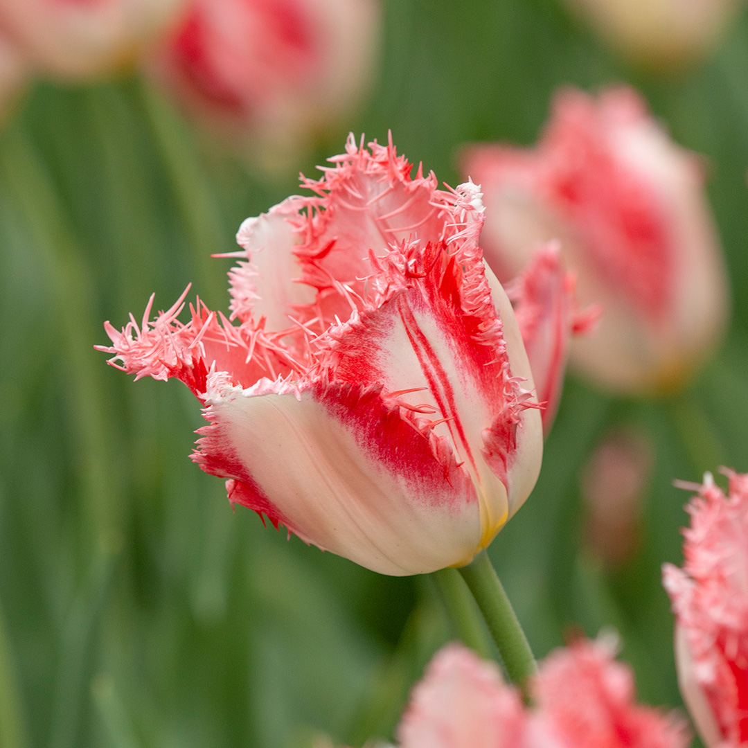 Tulip Sweet Simone