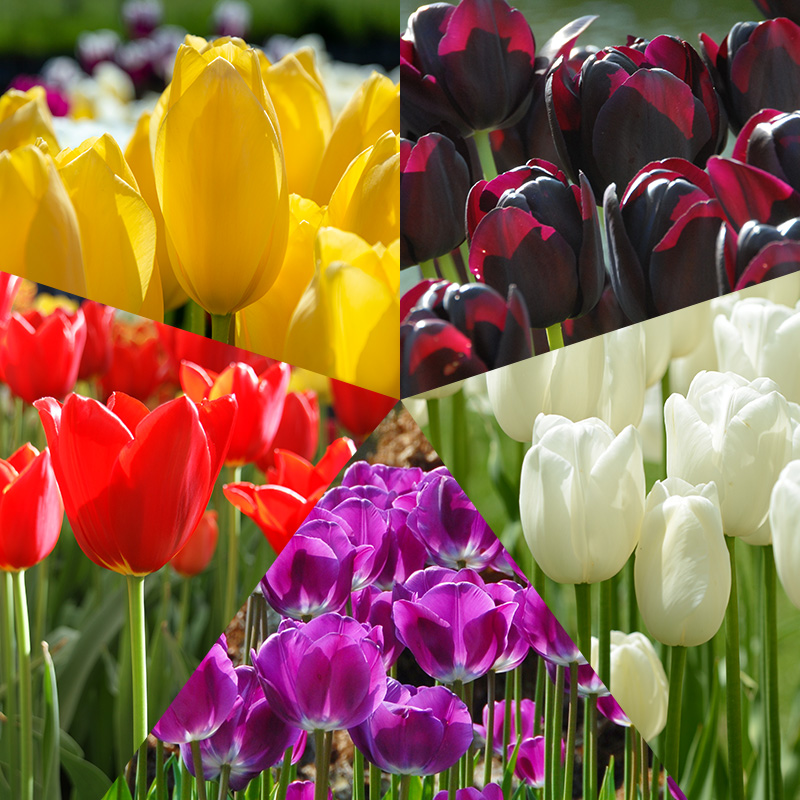 Tulip Bulb Collection ''Mondriaan''