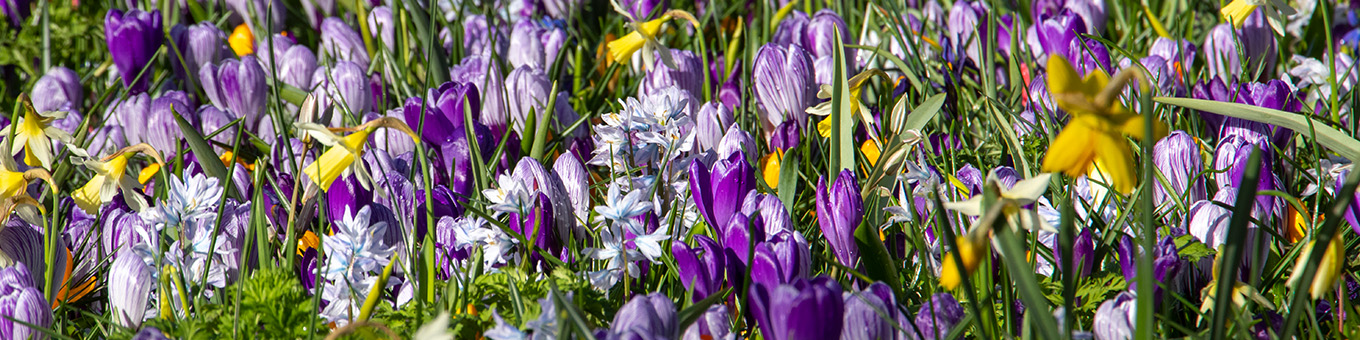 Naturalizing bulbs, years of joy!
