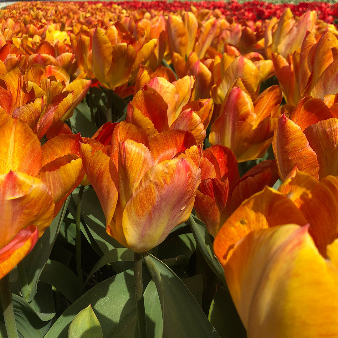 Tulip Flaming Sunrise