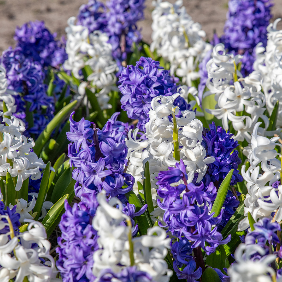 Hyacinth Blue & White Mix
