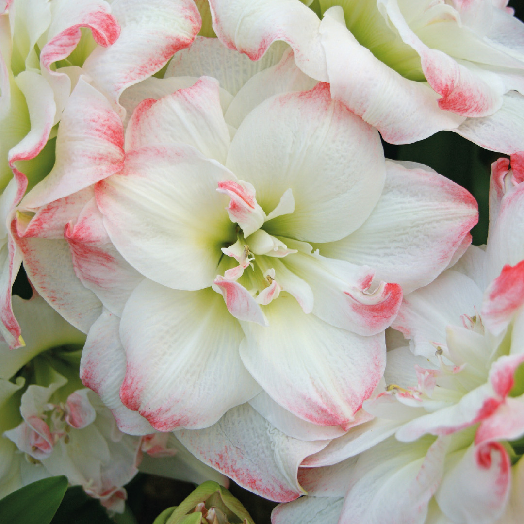 Amaryllis Amadeus Candy®