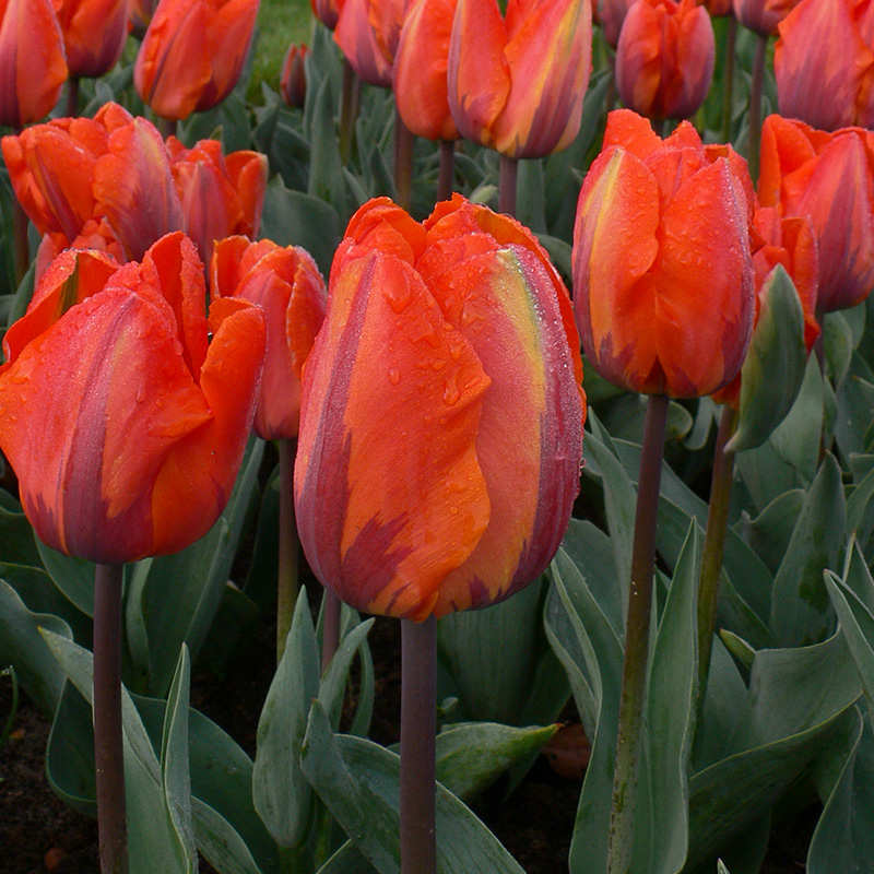 2014-Tulipa-Hermitage Tulip Hermitage