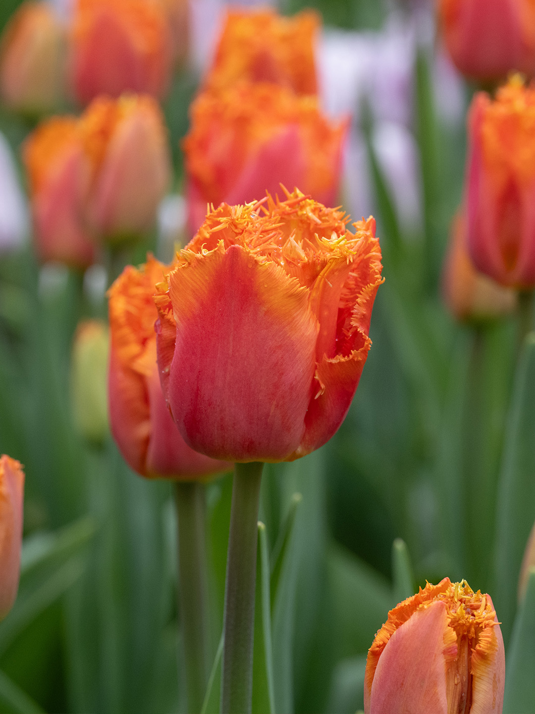 Tulip Ogene