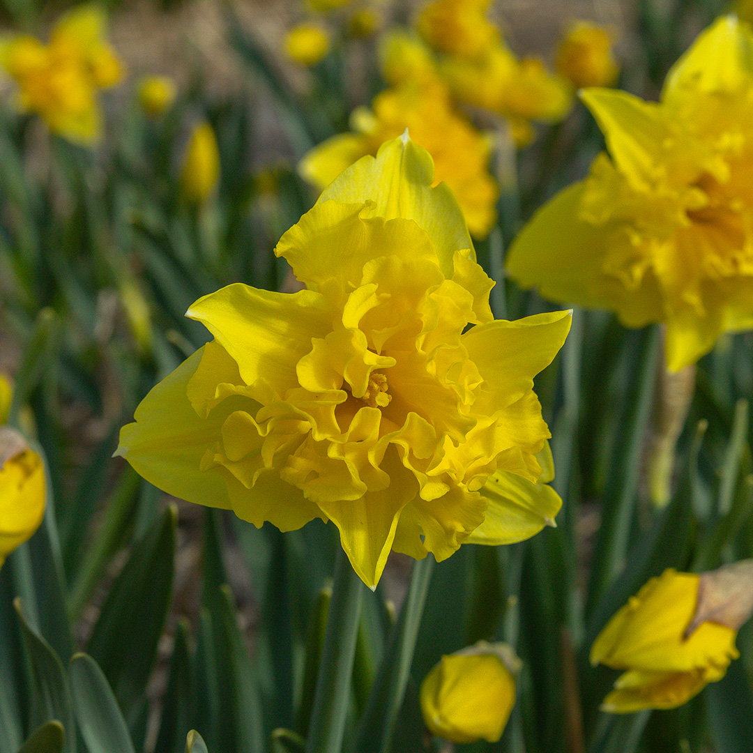 Daffodil Sailorman Daffodil Sailorman