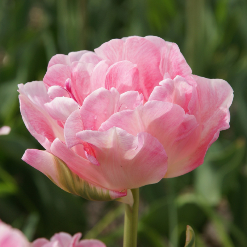 Tulip Angelique