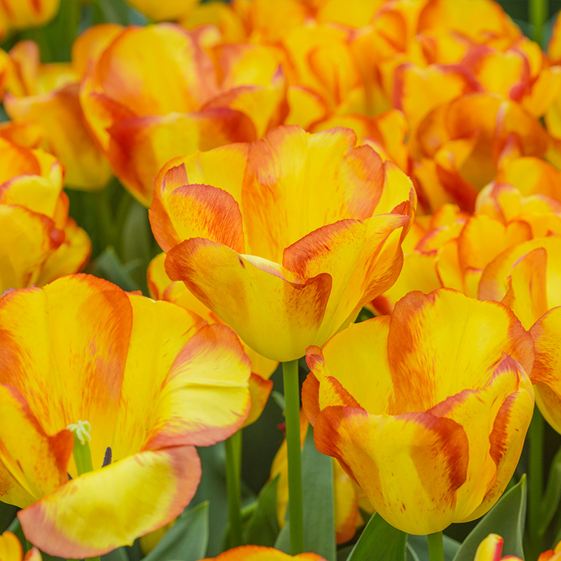 Tulip Outbreak®