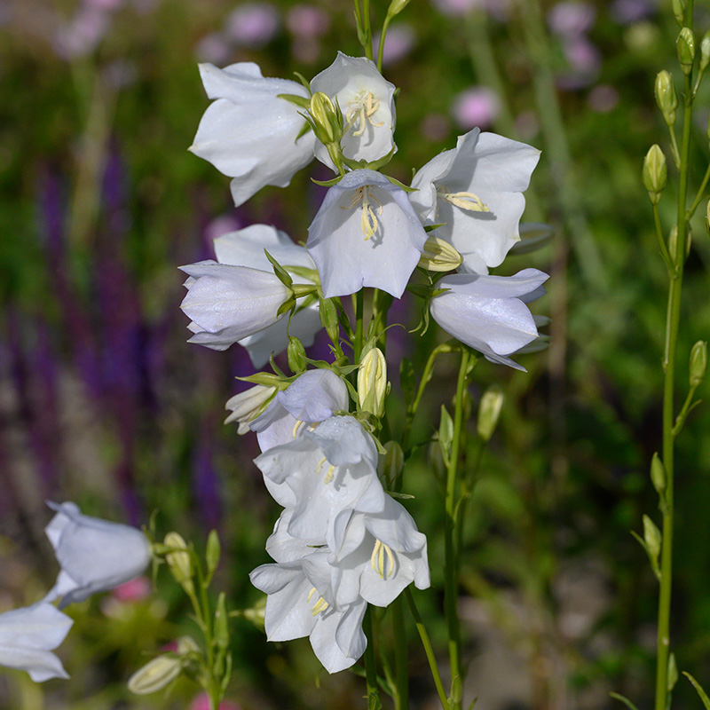 Peach-leaved bellflower (Campanula pers.) 'Alba'