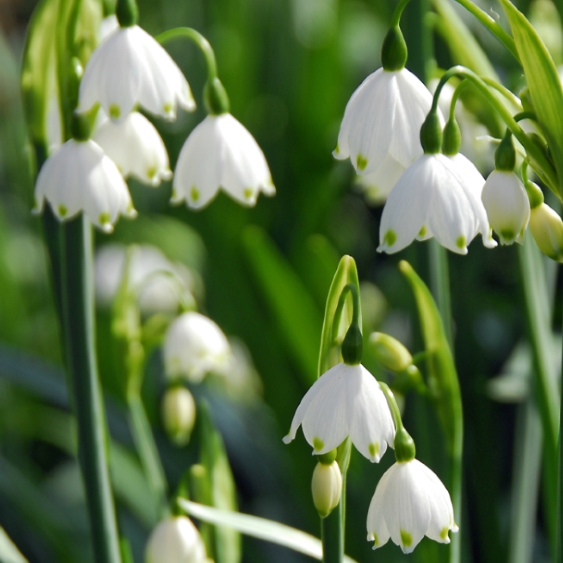 6115-LEUCOJUM-AESTIVUM Leucojum Gravetye Giant