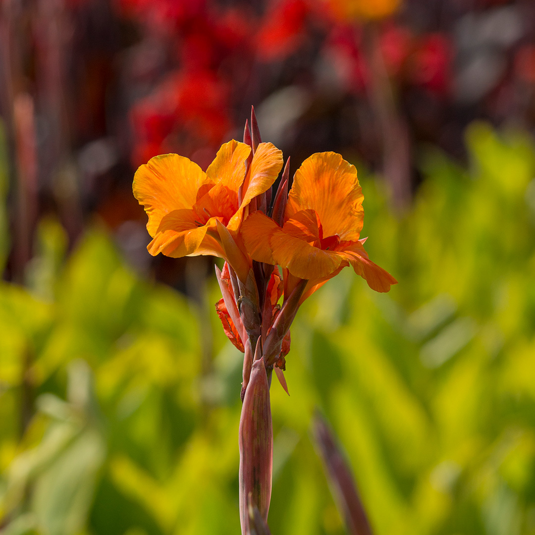 Canna Pretoria