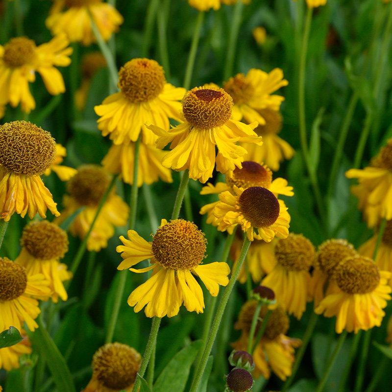 Sneezeweed (Helenium bigelovii) 'The Bishop'
