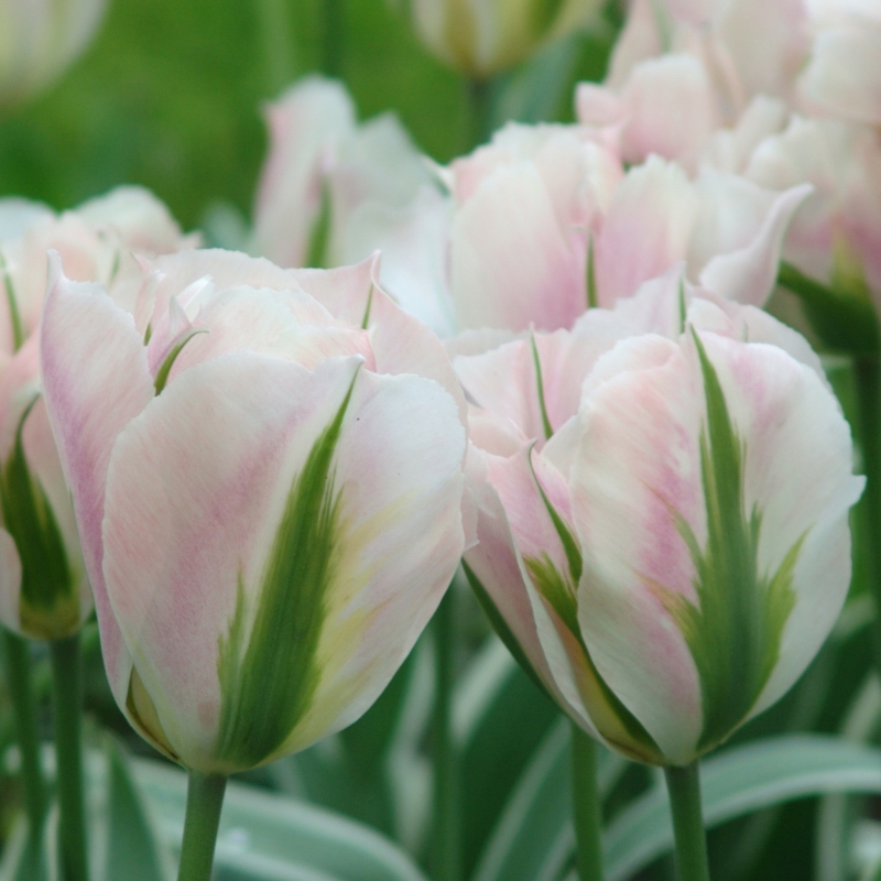 2140 Tulip China Town