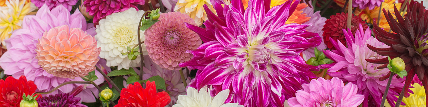 Everything about Dahlias