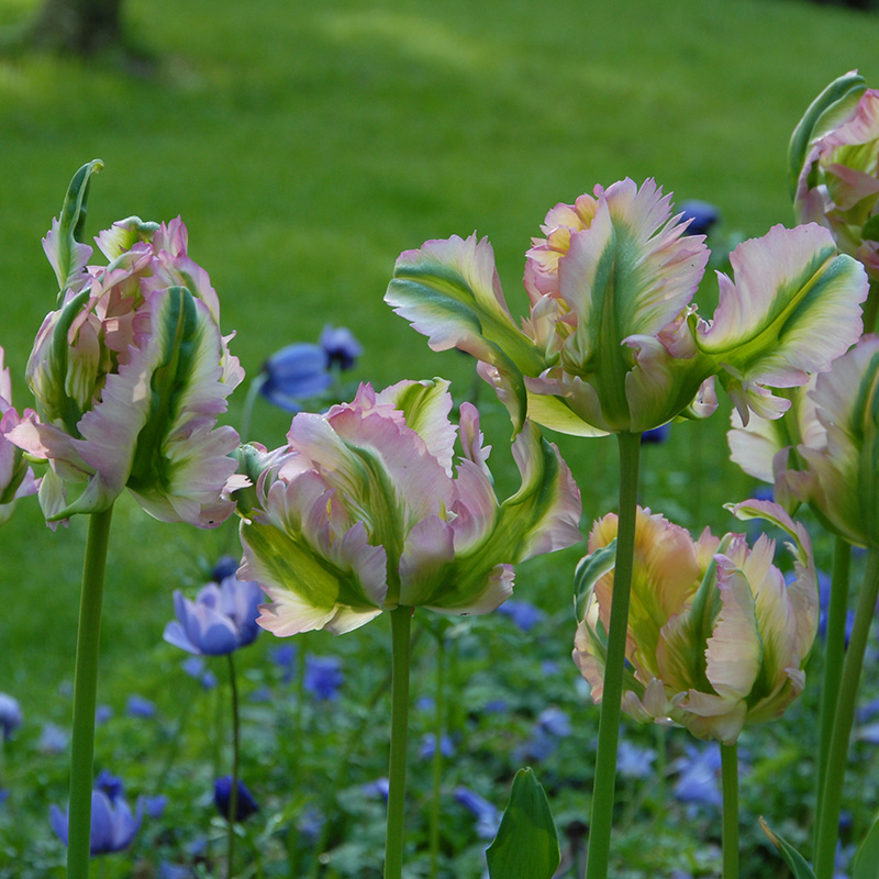 Tulip Green Wave