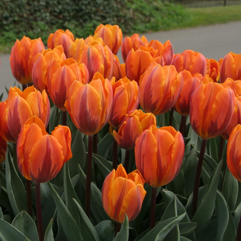 Tulip Prinses Irene