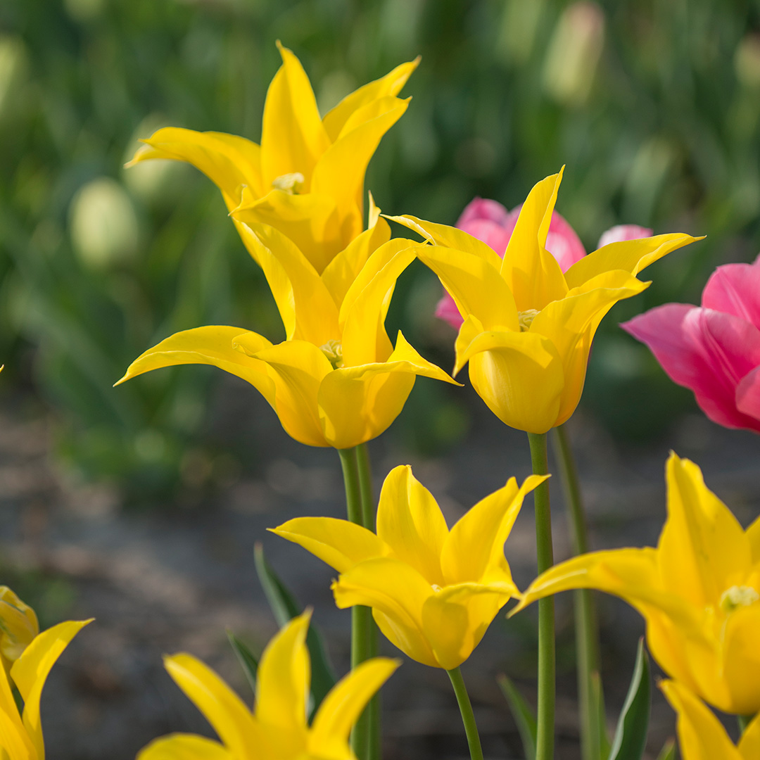 Tulip Flashback