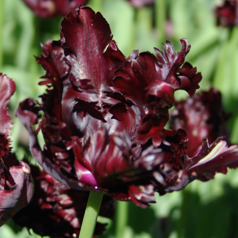 2075 Tulip Black Parrot