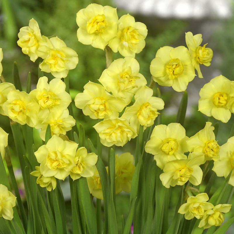 Narcissus Yellow Cheerfullness