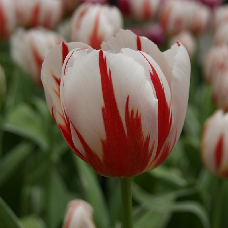 2118 Tulip Happy Generation®
