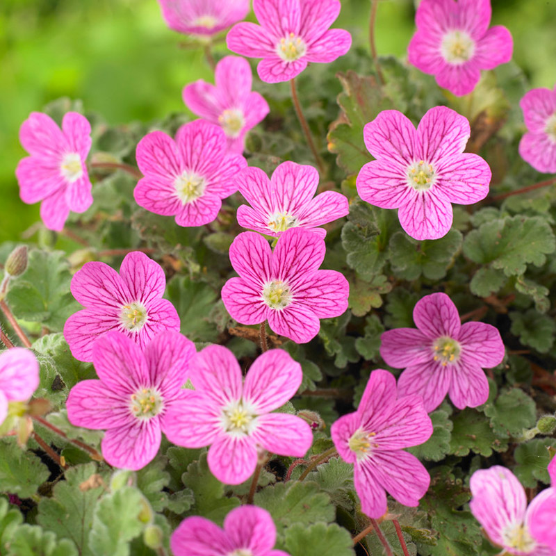 Heron's-bill (Erodium) 'Bishop's Form'