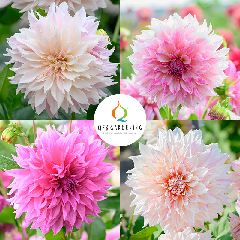 Dinnerplate Dahlia Collection “Café au lait“ 4401080