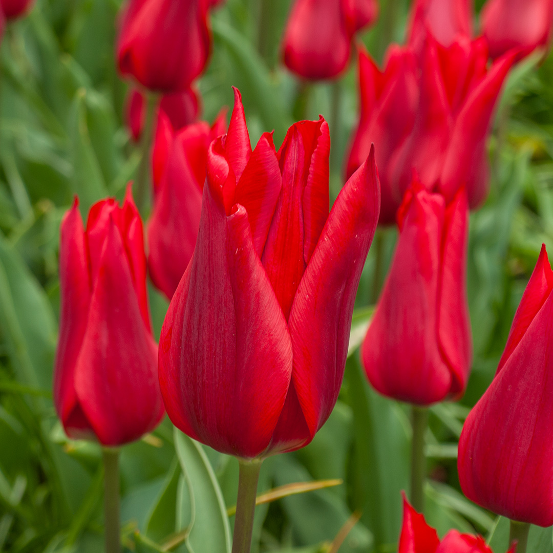 Tulip Pieter de Leur