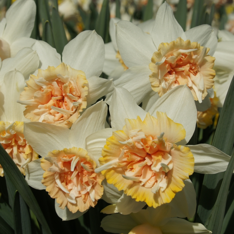 3180 Daffodil Petit Four