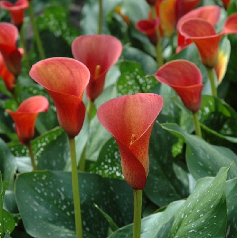Calla Red Charm® 95025