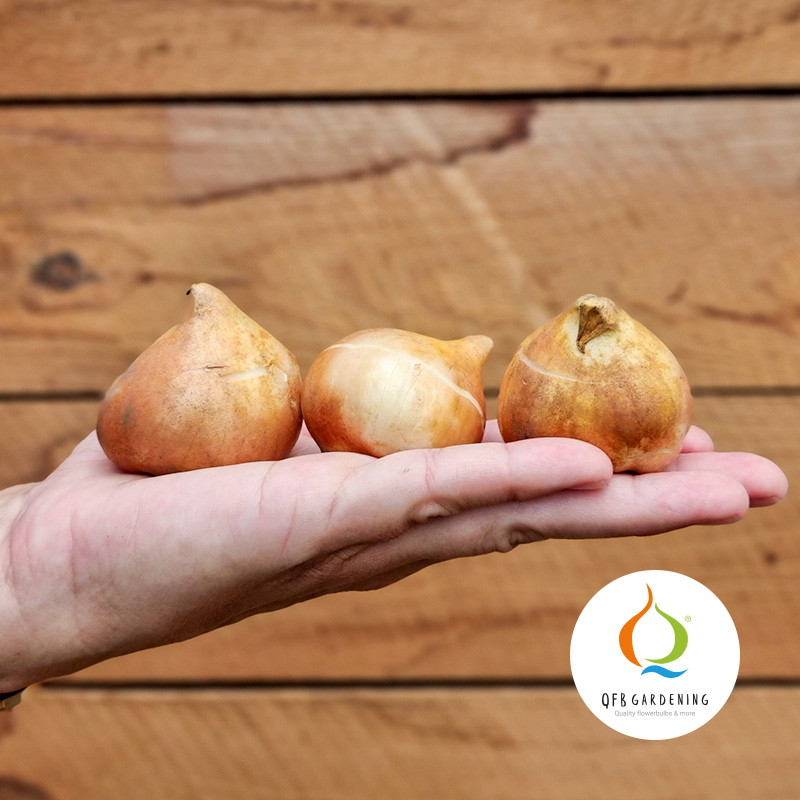 Tulipa-Giant-Orange-Sunrise