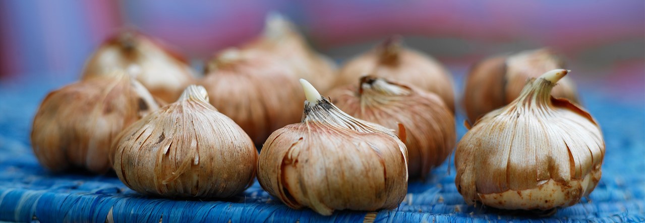 Gladiolenzwiebeln
