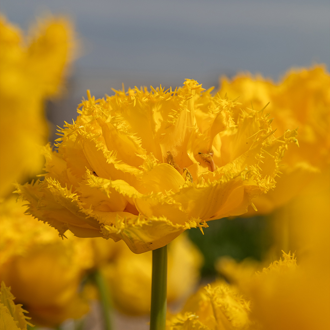 Tulip Mon Amour Tulip Mon Amour