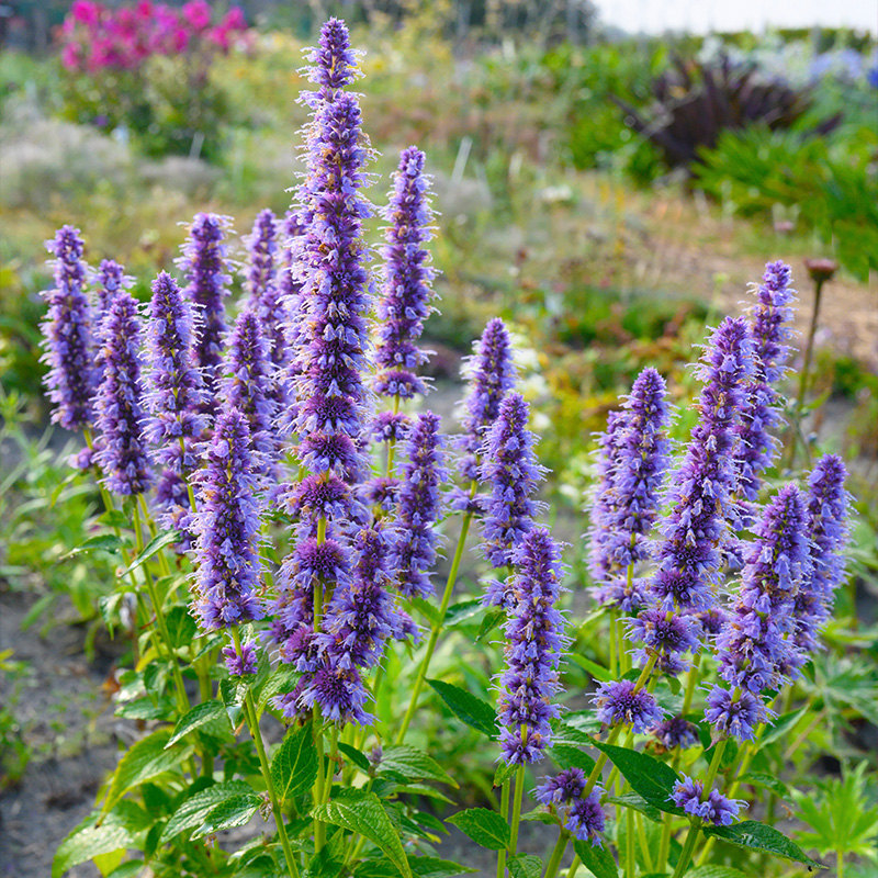 Giant hyssop (Agastache) 'Blue Fortune'