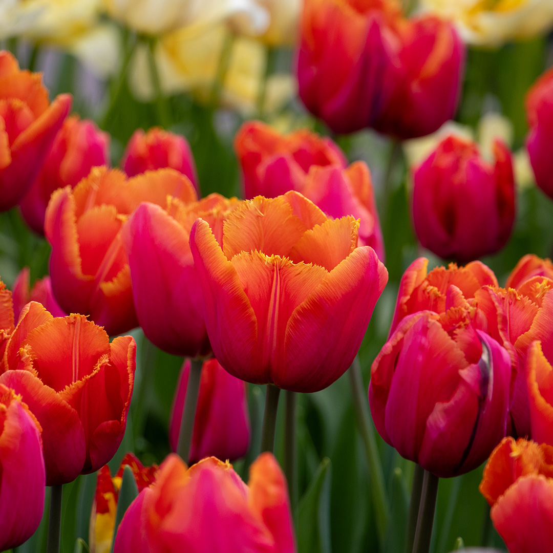 Tulip Louvre Orange Tulip Louvre Orange
