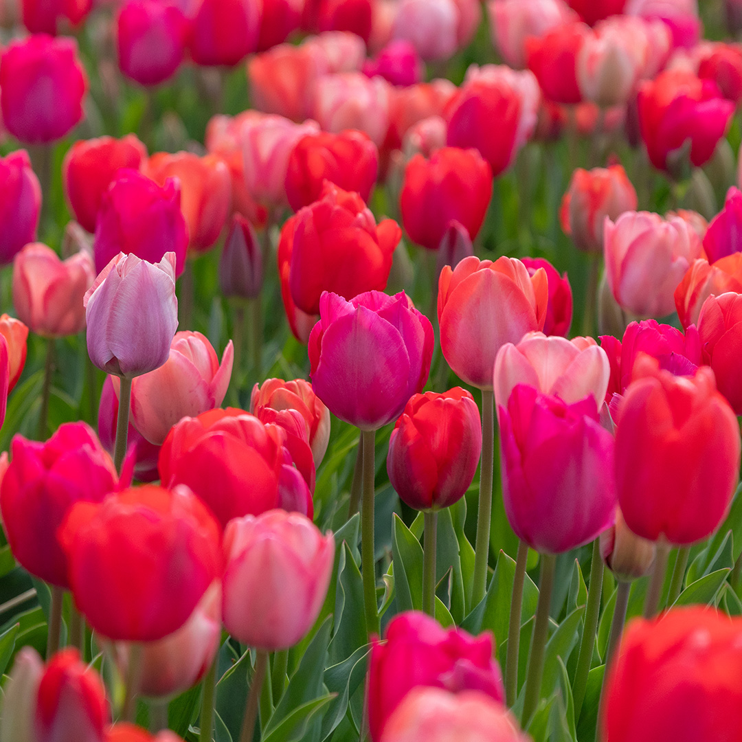 Tulip mix "Van Eijk"