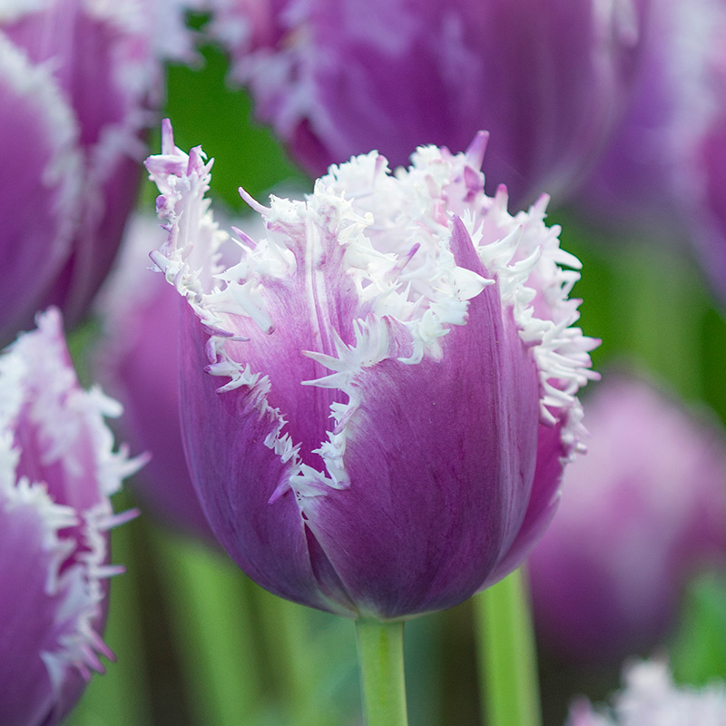 2145-Tulipa-Cummins Tulip Cummins