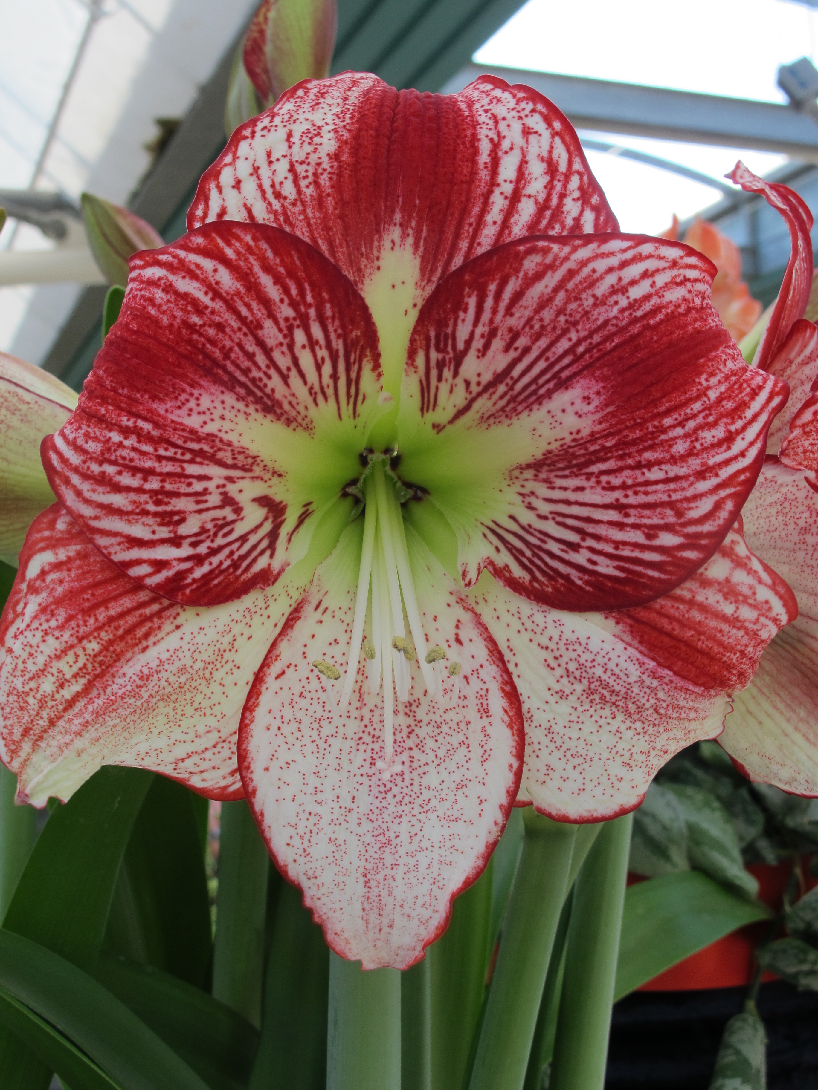 Amaryllis Flamenco Queen®