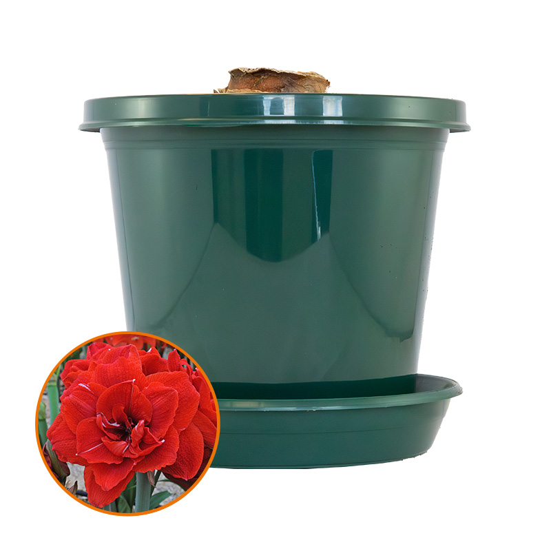 Amaryllis Cherry Nymph on pot and in gift box