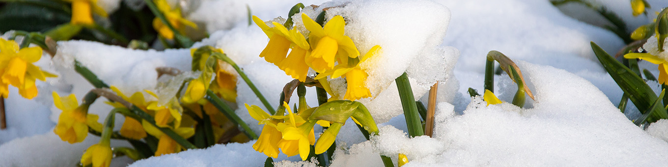 Flower bulbs: hardy, non-hardy, naturalizing. Where is the difference?