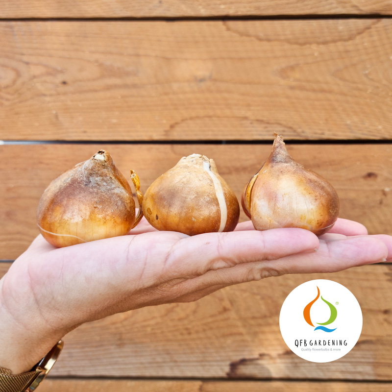 Tulpenbollen-04