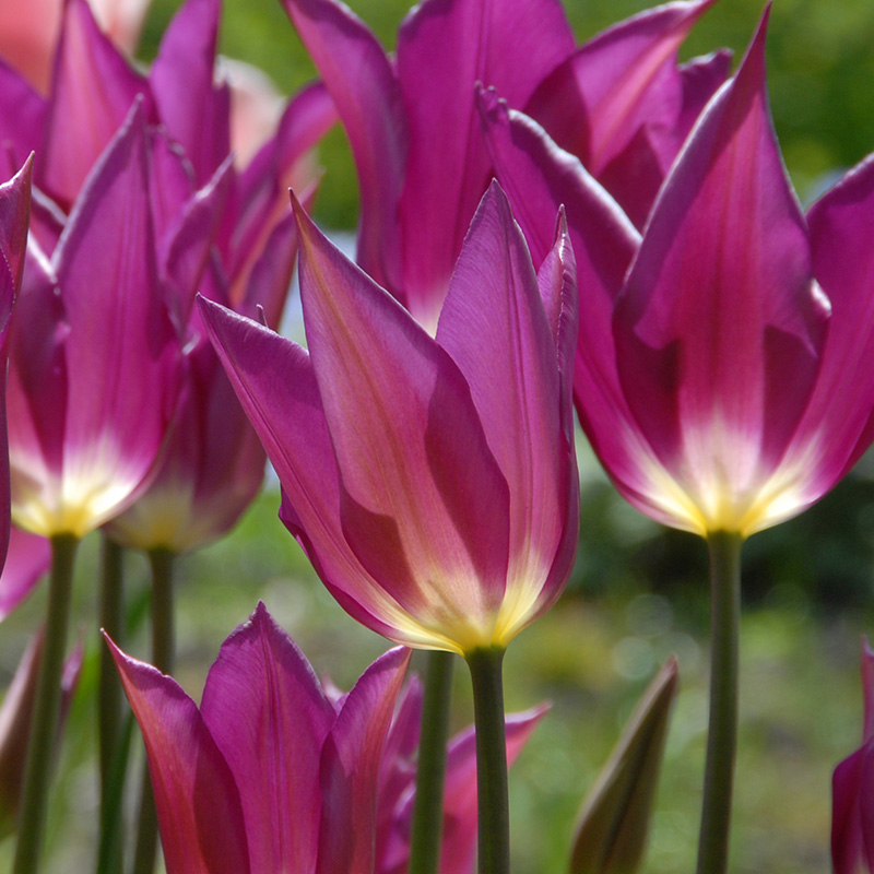 Tulip Yume no Murasaki