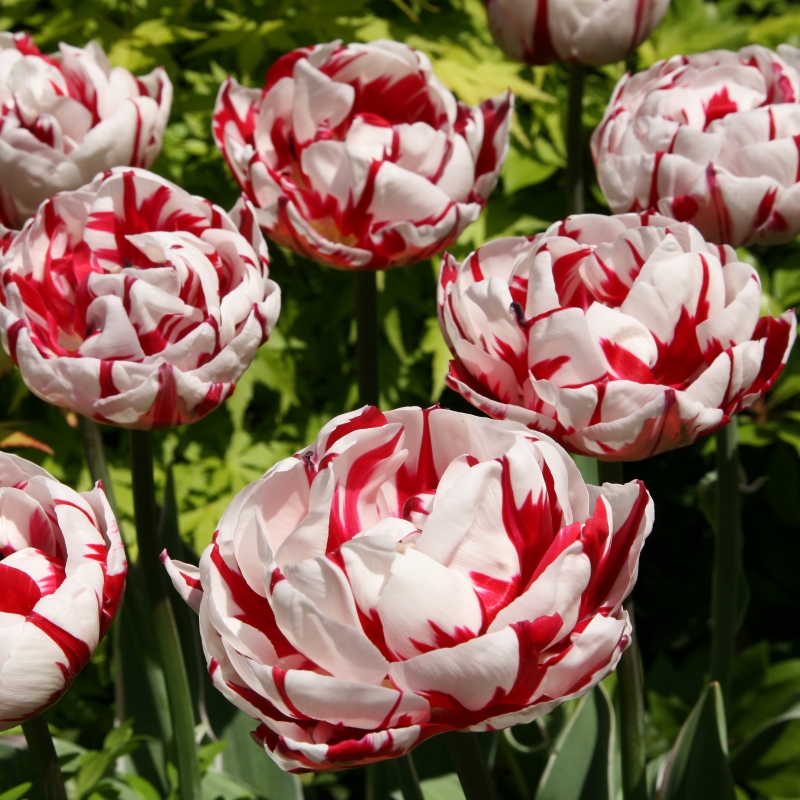 Acquistare Tulipano 'Estella Rijnveld' (Tulipa Parrot)? Ordinate online su Acquistare Tulipano 'Estella Rijnveld' (Tulipa Parrot)? Ordinate online su
